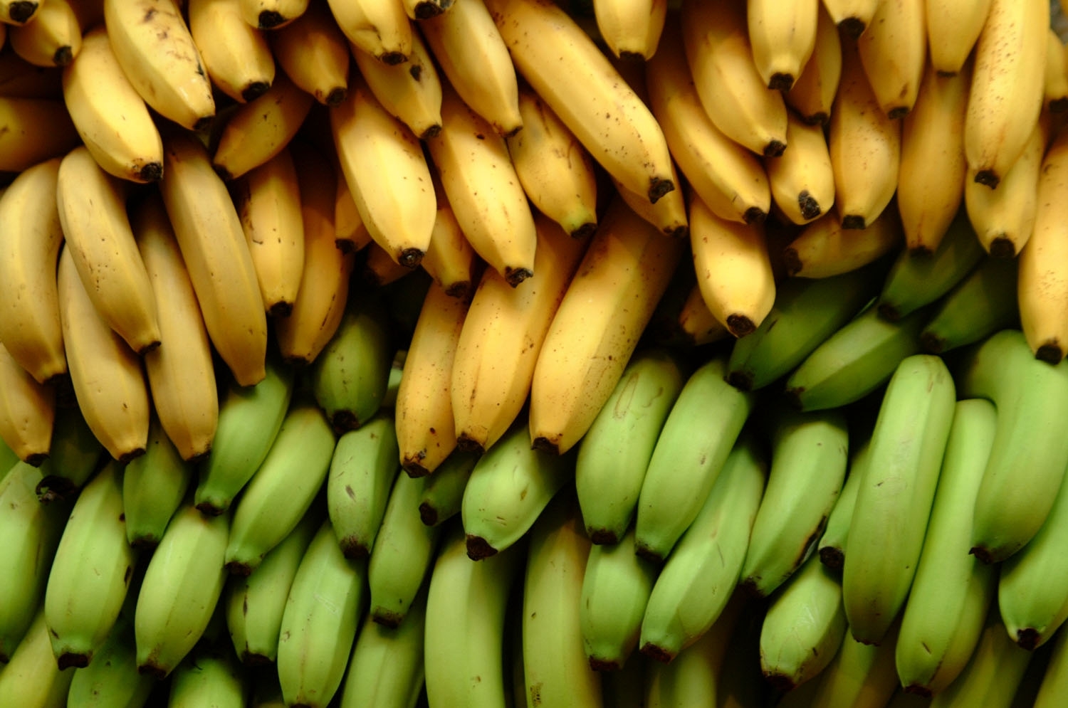 Что такое банан? Длинное путешествие банана